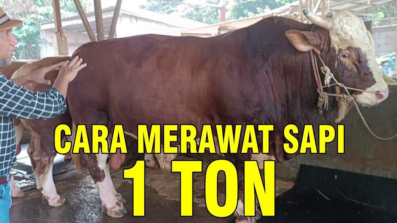 
                                 Merawat-Sapi-Super-Jumbo-1-Ton-Up